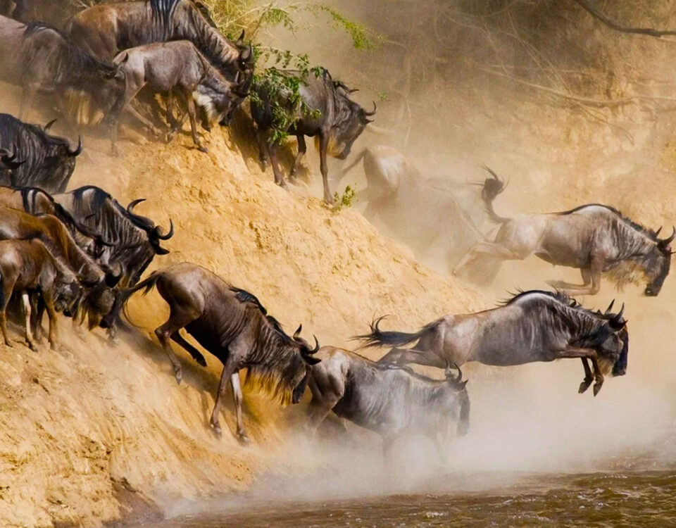 Can I Combine the Great Migration Safari with a Gorilla Trekking or Other Wildlife Tours?