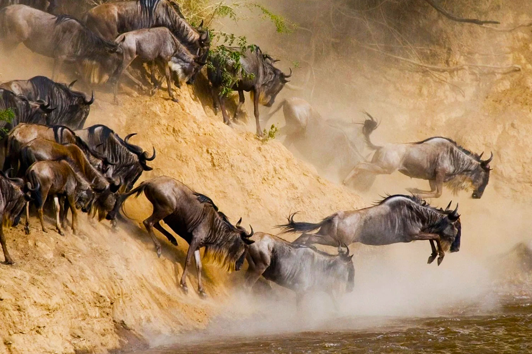 Can I Combine the Great Migration Safari with a Gorilla Trekking or Other Wildlife Tours?