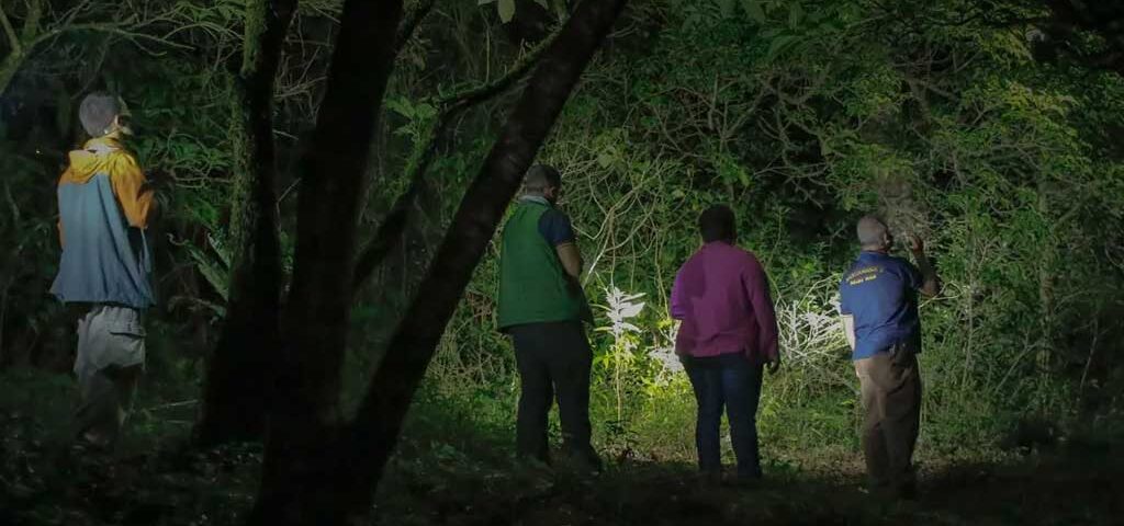 Can I Do a Night Walking Safari in Uganda?