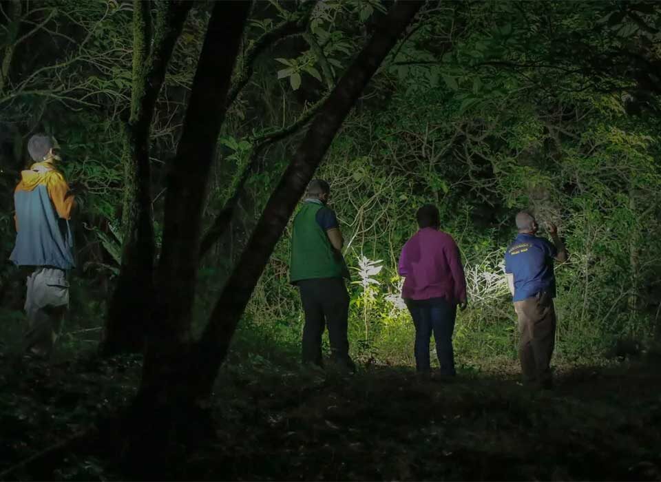 Can I Do a Night Walking Safari in Uganda?