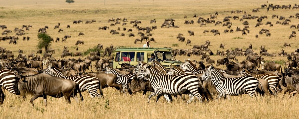 Is It Better to Fly or Drive Between Parks During the Great Migration?