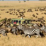 Is It Better to Fly or Drive Between Parks During the Great Migration?