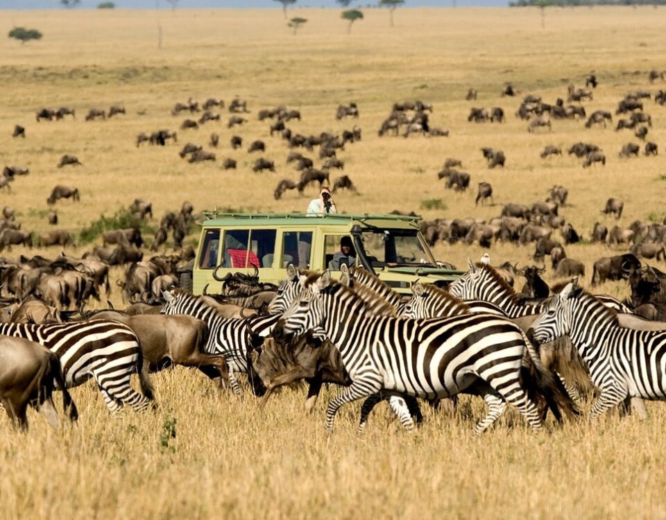 Is It Better to Fly or Drive Between Parks During the Great Migration?