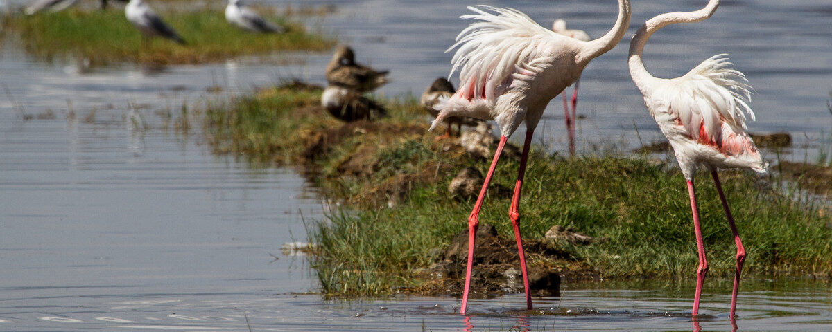 What is a Birding Safari, and How is it Different from a Regular Wildlife Safari?