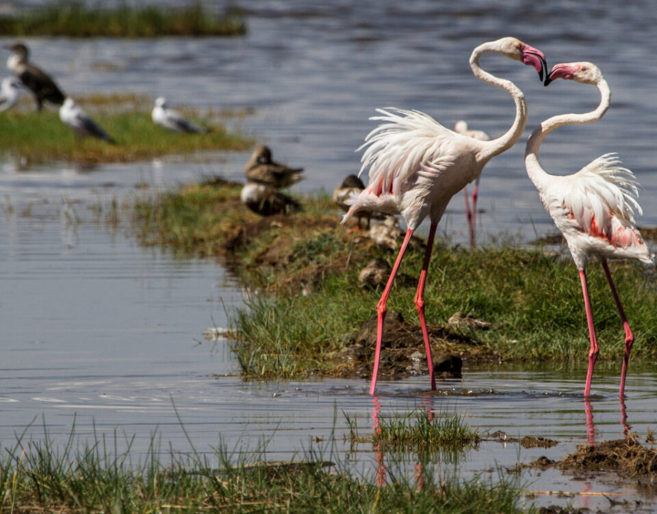 What is a Birding Safari, and How is it Different from a Regular Wildlife Safari?