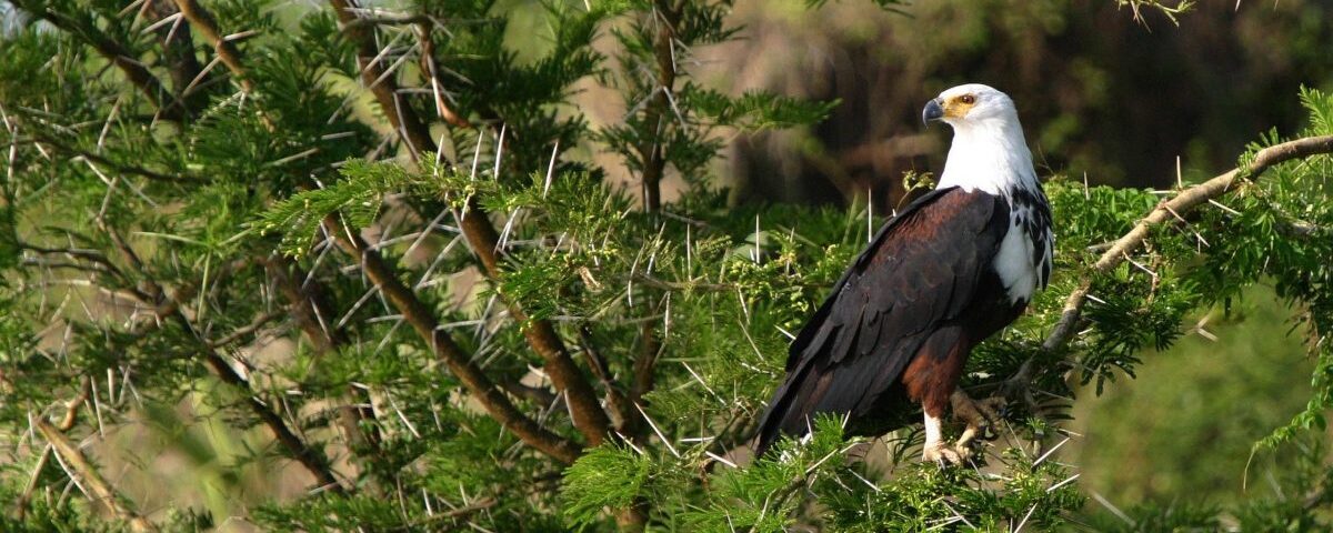 Are Birding Safaris Offered Year-Round in Uganda?