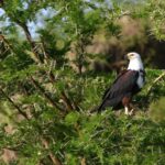 Are Birding Safaris Offered Year-Round in Uganda?