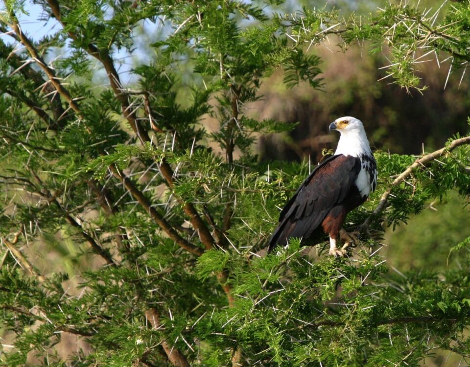 Are Birding Safaris Offered Year-Round in Uganda?