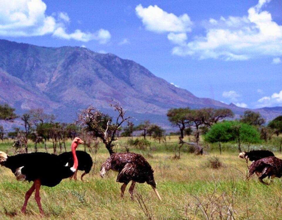 What is a Birding Safari, and How Is It Different from a Regular Wildlife Safari?