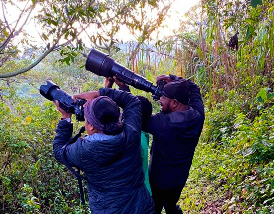 Can I Do Birding Safaris in Bwindi Impenetrable Forest?