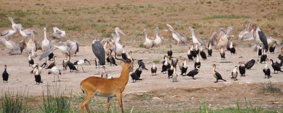Can I Do Birding Safaris in Queen Elizabeth National Park?