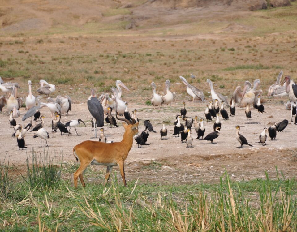 Can I Do Birding Safaris in Queen Elizabeth National Park?