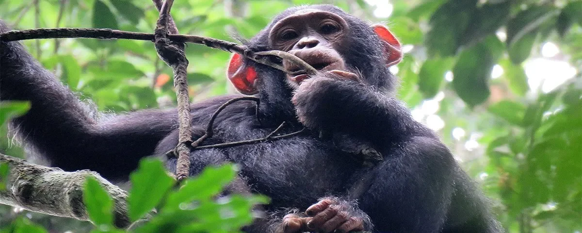 Can I Do Chimpanzee Tracking in Kyambura Gorge?