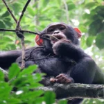 Can I Do Chimpanzee Tracking in Kyambura Gorge?