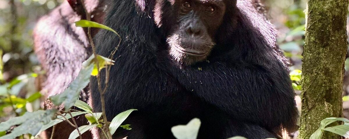 Can I Join a Chimpanzee Habituation Experience in Uganda?