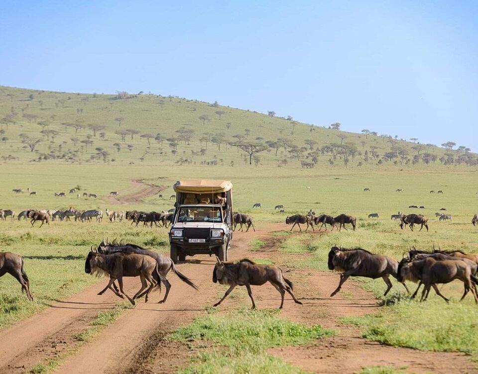 Can I Join a Group Safari or Is Private Safari Better for Migration Viewing?