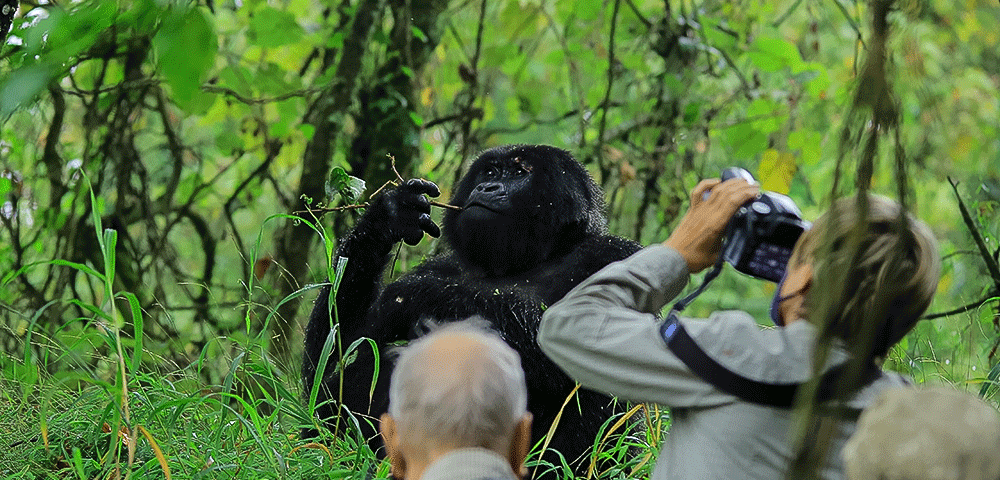 Can I Photograph Gorillas During a Gorilla Trekking Safari?