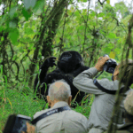 Can I Photograph Gorillas During a Gorilla Trekking Safari?
