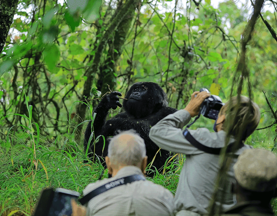 Can I Photograph Gorillas During a Gorilla Trekking Safari?