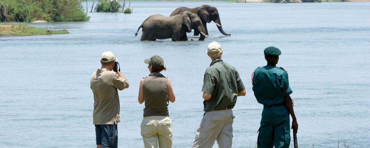 Can I See Elephants on a Walking Safari in Uganda