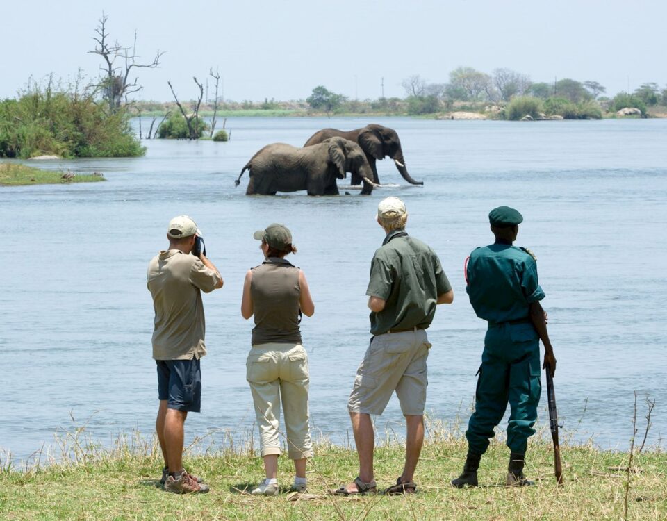 Can I See Elephants on a Walking Safari in Uganda