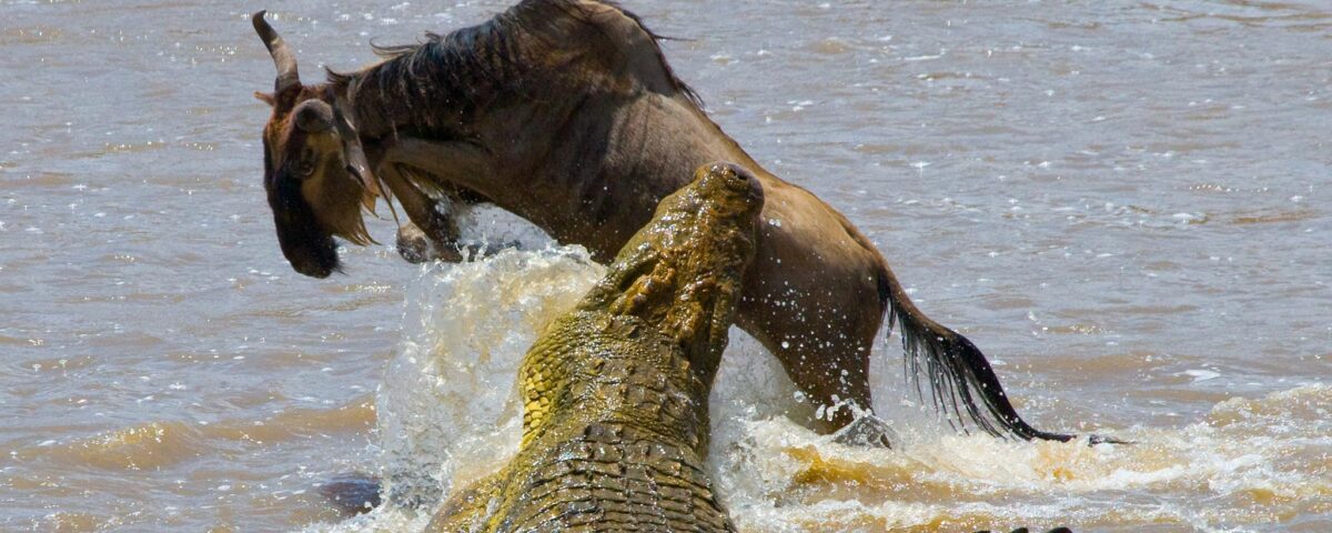 Can I See Predators During the Great Migration
