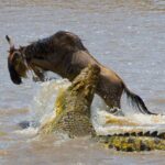 Can I See Predators During the Great Migration