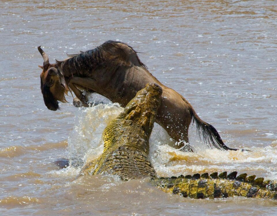 Can I See Predators During the Great Migration