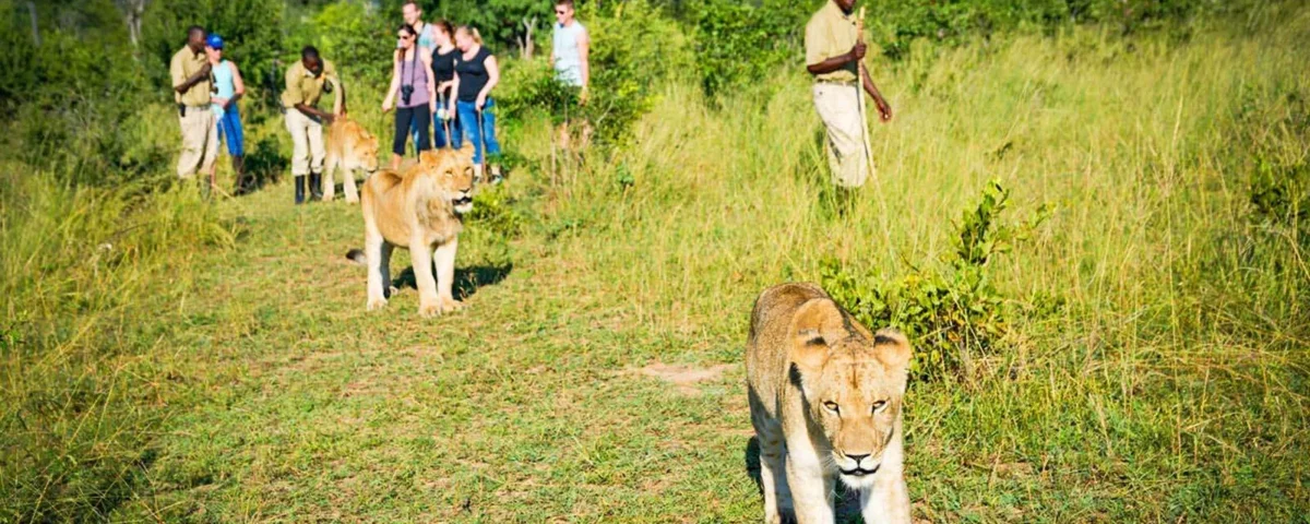 Can I See Predators Like Lions or Leopards on a Walking Safari?