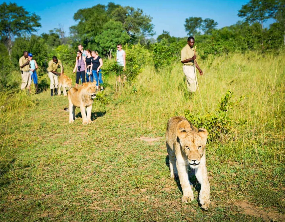 Can I See Predators Like Lions or Leopards on a Walking Safari?