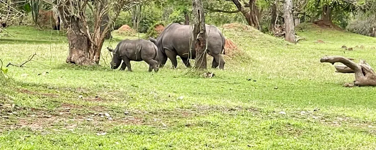 can I see rhinos during Uganda Wildlife Safaris?