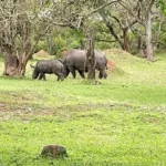 can I see rhinos during Uganda Wildlife Safaris?
