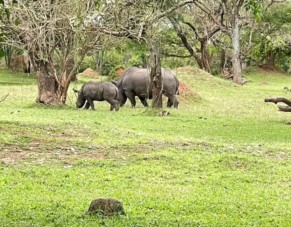 can I see rhinos during Uganda Wildlife Safaris?