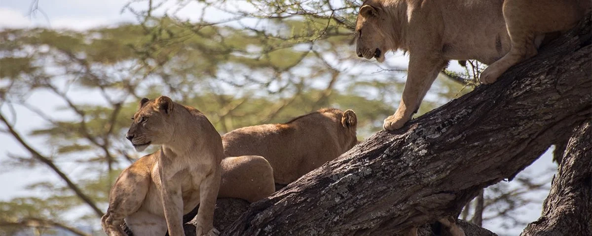 Can I See the Big Five During Uganda Wildlife Safaris?
