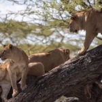 Can I See the Big Five During Uganda Wildlife Safaris?