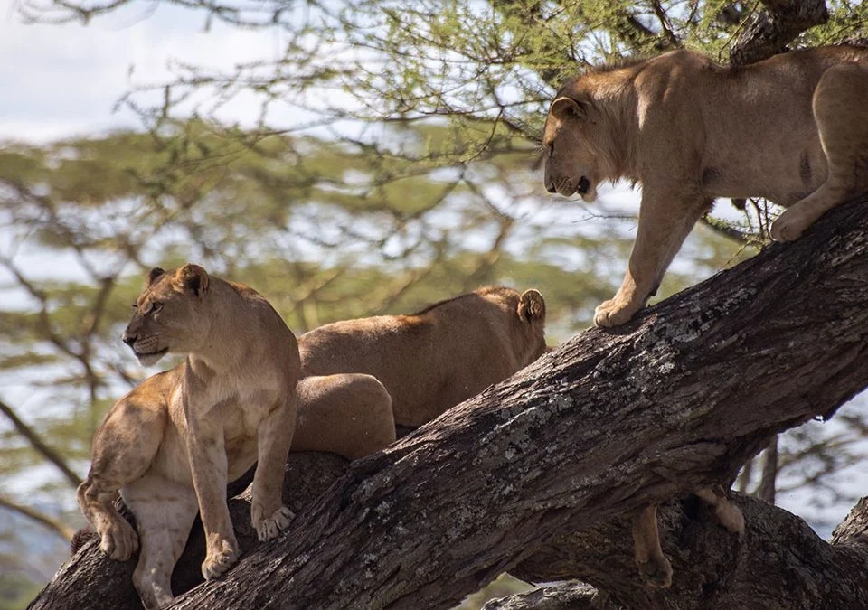 Can I See the Big Five During Uganda Wildlife Safaris?