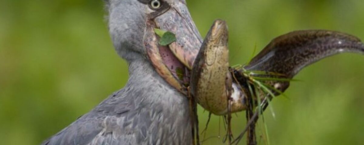 Can I See the Shoebill Stork in Uganda?
