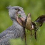 Can I See the Shoebill Stork in Uganda?