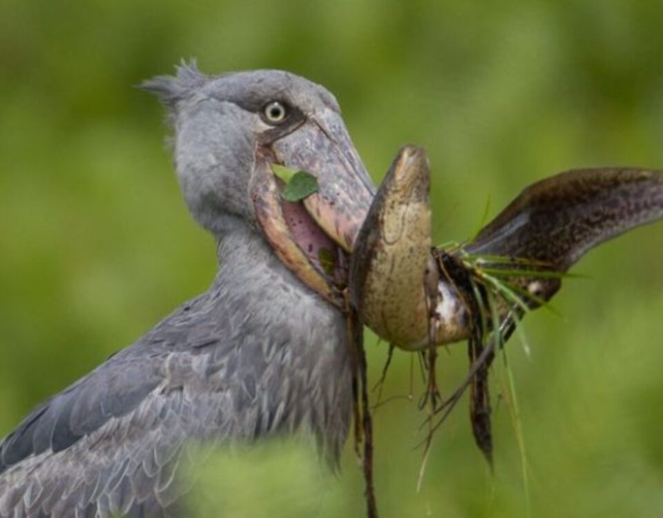 Can I See the Shoebill Stork in Uganda?