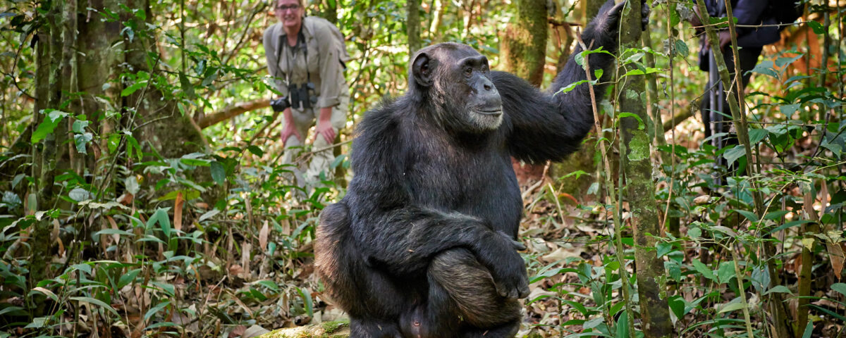 Can I Take Photos of Chimpanzees During Tracking?