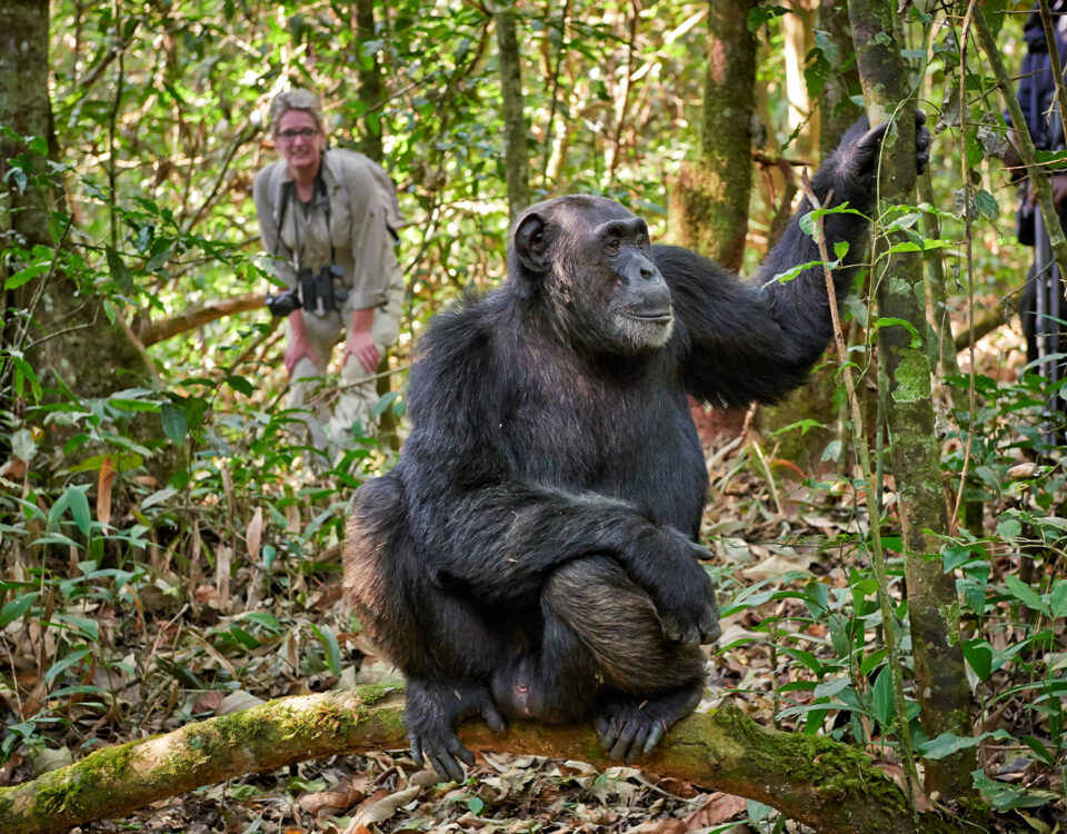 Can I Take Photos of Chimpanzees During Tracking?