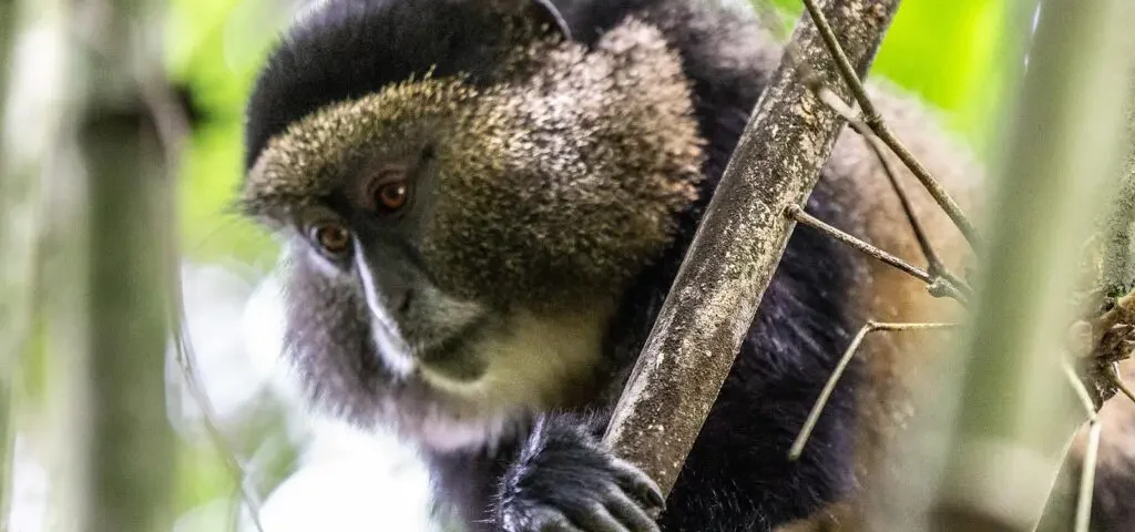 How Many Golden Monkeys Are Typically Seen on a Tracking Safari?