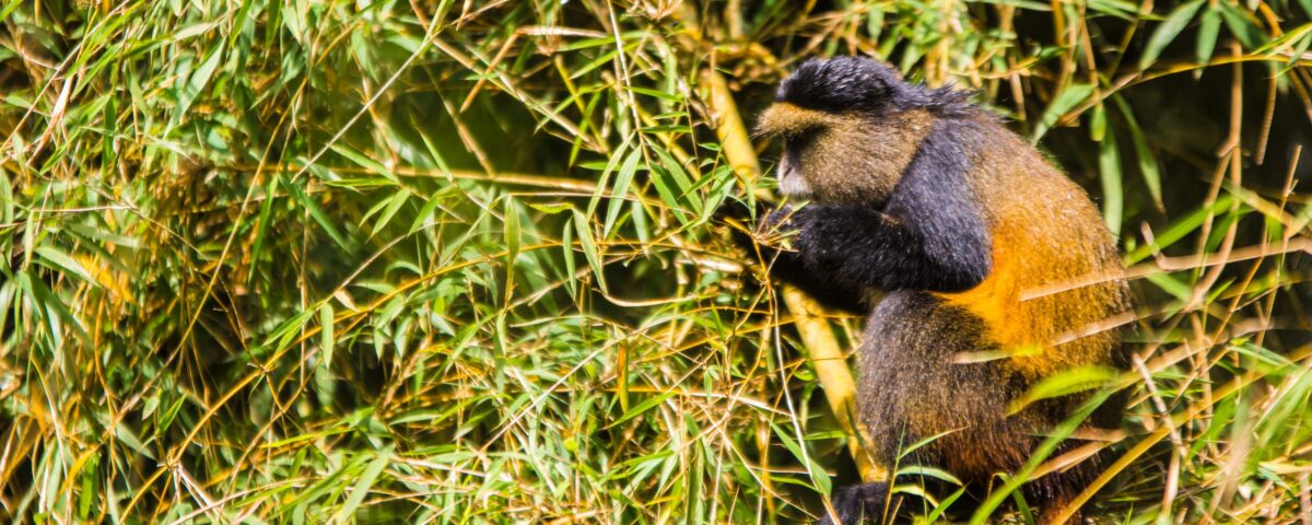 Can I Track Golden Monkeys in Other National Parks?