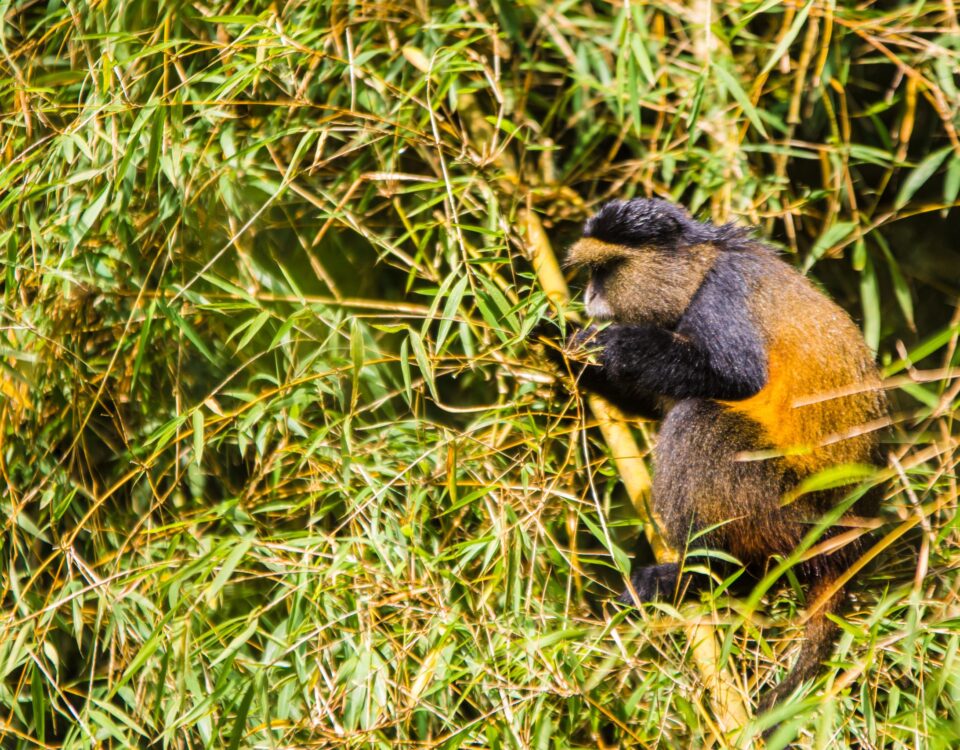 Can I Track Golden Monkeys in Other National Parks?