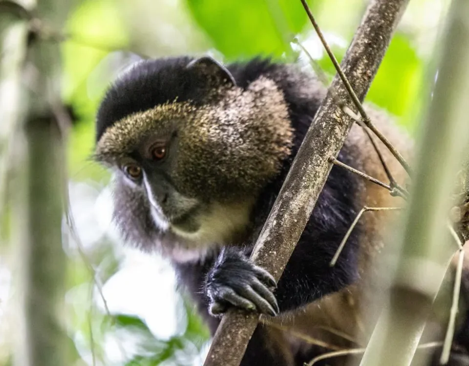 How Many Golden Monkeys Are Typically Seen on a Tracking Safari?
