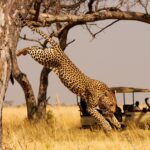 Can I Visit Multiple Countries in One East Africa Safari?