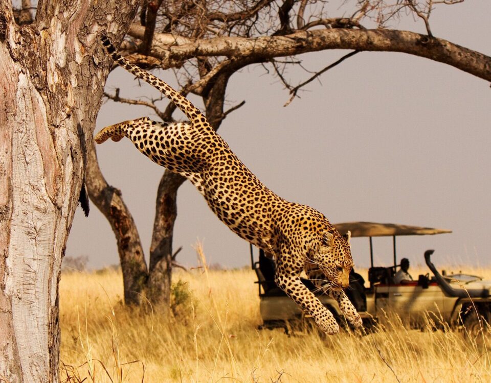 Can I Visit Multiple Countries in One East Africa Safari?