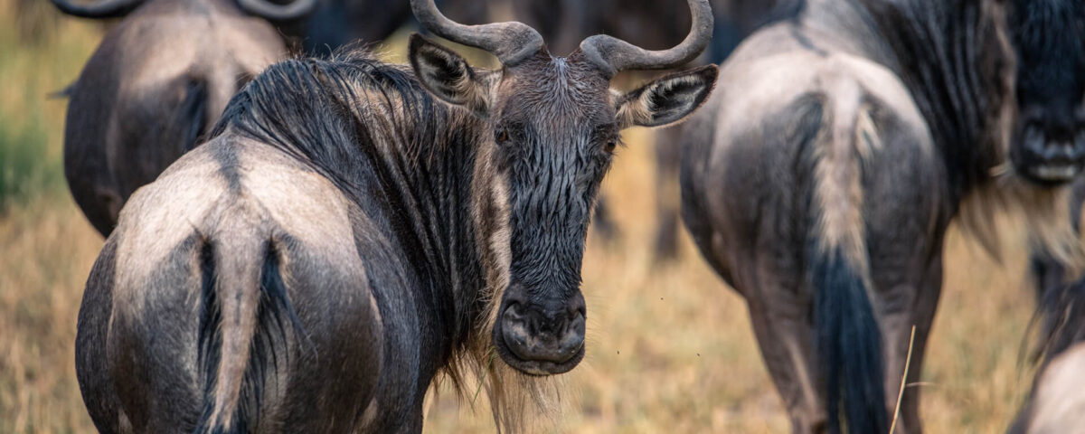 Can I Witness the Migration Independently or Only with Guides?