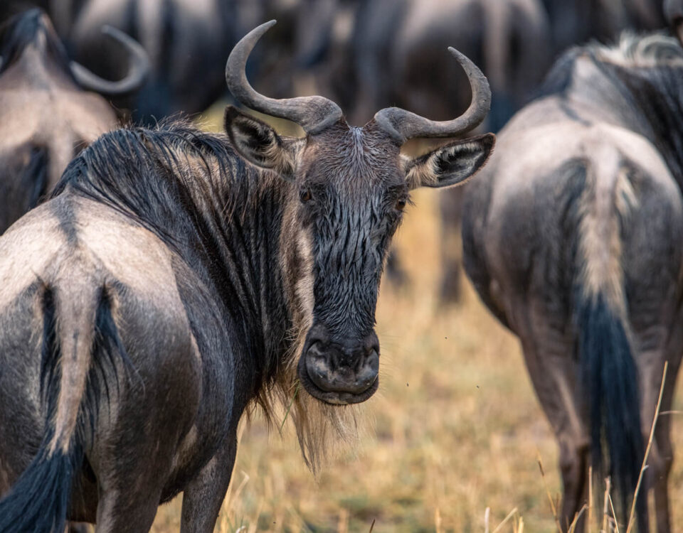 Can I Witness the Migration Independently or Only with Guides?