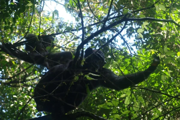 Chimpanze-tracking-in-Budongo-Forest Budongo Forest